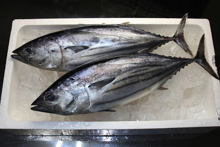 skipjack-tuna730px