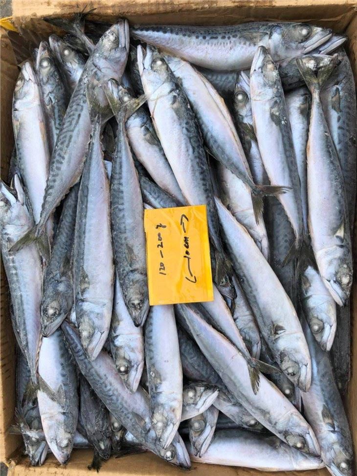 Pacific chub Mackerel