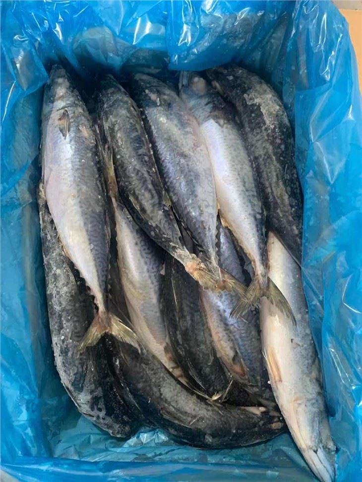 Pacific chub Mackerel