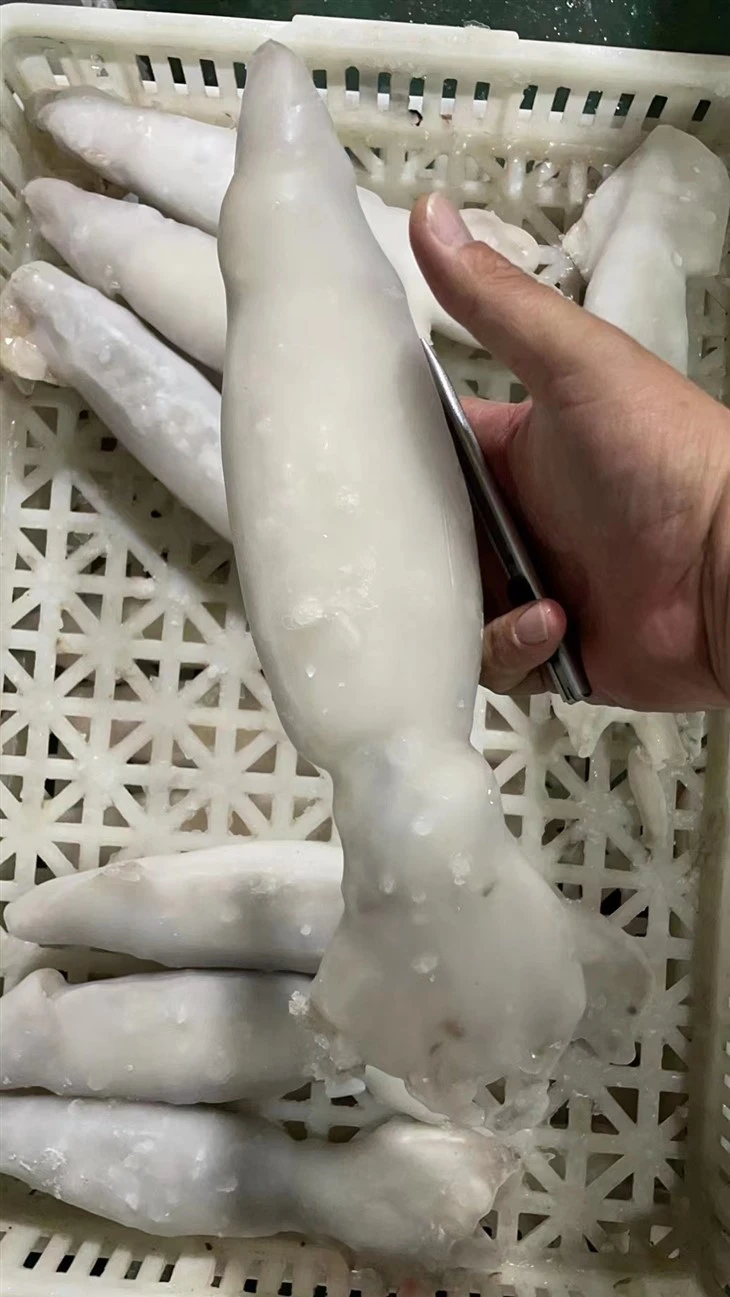Frozen Illex Squid IQF