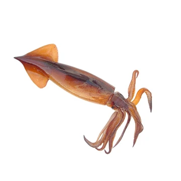 Todarodes-Japanese flying squid