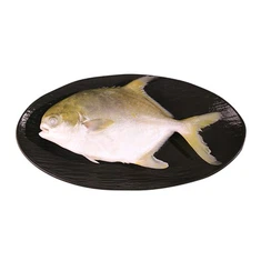 Gefrorener goldener Pomfret