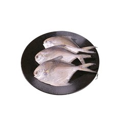 Gefrorener silberner Pomfret